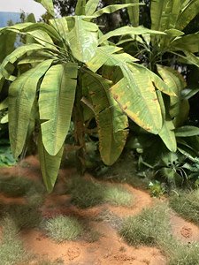 バナナの木セット (プラモデル)