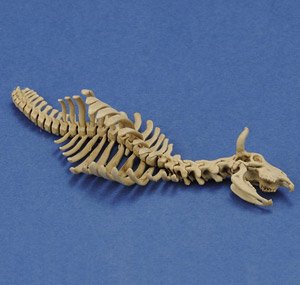 Cow skeleton n.1 (Plastic model)