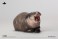 JXK Studio Baby hippopotamus 2.0 (Fashion Doll) 商品画像4 Thumbnail