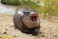 JXK Studio Baby hippopotamus 2.0 (Fashion Doll) その他の画像4 Thumbnail