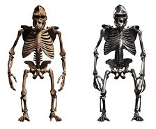 101 Toys 1/12 Palm Elf Series Gorilla Skeleton Body Original & Silver Ver. (Completed)
