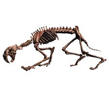 101 Toys 1/12 Palm Elf Series Sabre-toothed Tiger Skeleton Body Original Ver. (Completed)