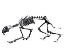 101 Toys 1/12 Palm Elf Series Sabre-toothed Tiger Skeleton Body Silver Ver. (Completed)