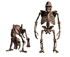 101 Toys 1/12 Palm Elf Series Gorilla & Sabre-toothed Tiger Skeleton Body Original Ver. (Completed)
