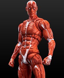 KEEPGOING Studio Human Muscle Model 1/12 Scale Action Figure Red (Completed)