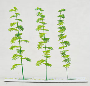 1/150 Bamboo Tree (Small) (Height: 60mm, 3pcs.) (Pre-colored Completed) (Model Train)