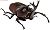 Beetle & Stag Beetle in Japan 10 pieces (Shokugan) Item picture5
