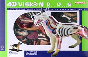 Dog Anatomy Model (Plastic model)
