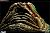 AVP Aliens VS Predator Alien Egg Life-Size Prop Replica Item picture3