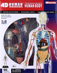 Anatomical Model of the Human Body (Skeleton Model) (Plastic model)