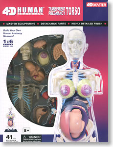 Anatomical Model of the Pregnant Woman (Skeleton Model) (Plastic model)