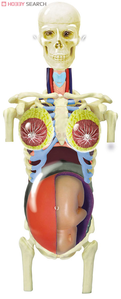 Anatomical Model of the Pregnant Woman (Skeleton Model) (Plastic model) Other picture1