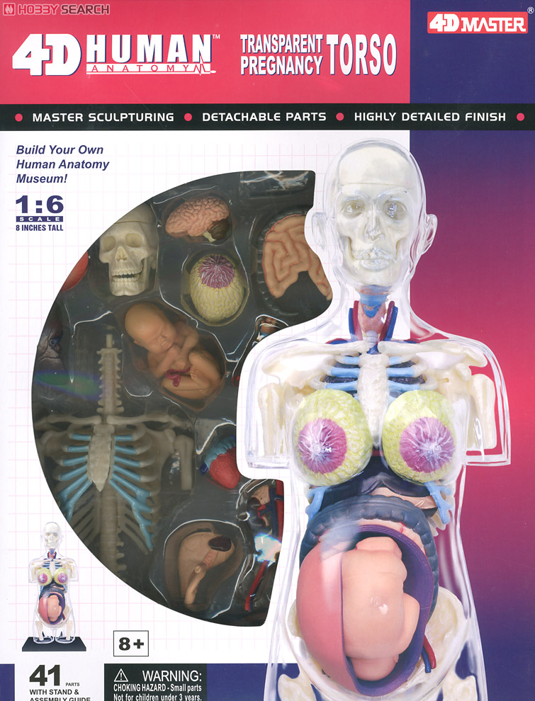 Anatomical Model of the Pregnant Woman (Skeleton Model) (Plastic model) Other picture3