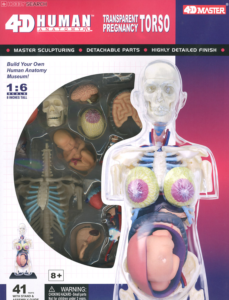 妊婦解剖スケルトンモデル (プラモデル) その他の画像3