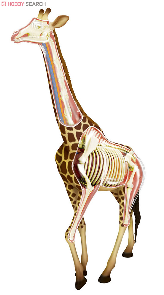 キリン解剖モデル (プラモデル) その他の画像1