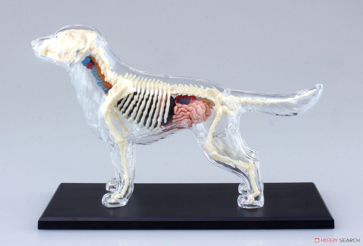 犬解剖スケルトンモデル (プラモデル) 商品画像1