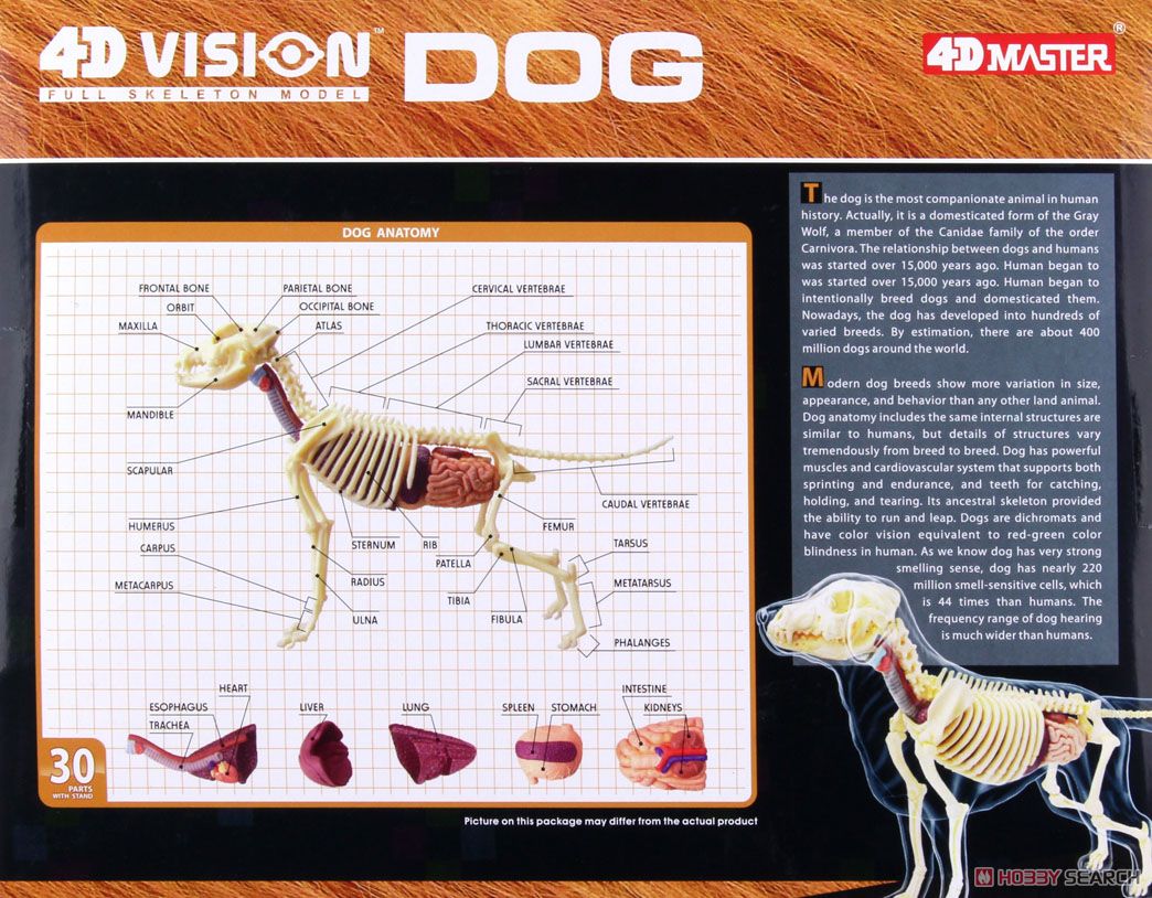 犬解剖スケルトンモデル (プラモデル) 商品画像5