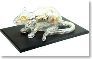 Mouse Anatomy Skeleton Model (Plastic model)