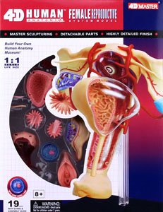 Femineity genital Anatomy Model (Plastic model)