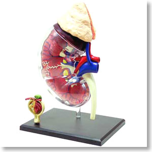 Kidney & Corpusculum renale Anatomy Model (Plastic model)