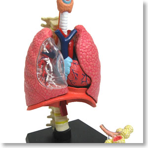 Respiratory system Anatomy Model (Plastic model)