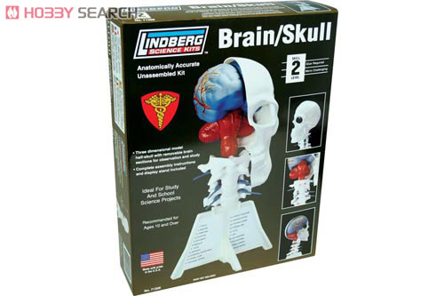 人体模型　脳＆左頭蓋骨 (プラモデル) 商品画像1