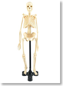 Skeleton Body (Plastic model)
