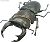 Insect Hunter Beetle & Stag Beetle 10 pieces (Shokugan) Item picture2
