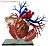 DX心臓解剖モデル (プラモデル) 商品画像1