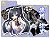 Character Deck Case Collection SP Appare! Tenkagomen [Tokugawa Eimi] (Card Supplies) Item picture2