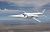 アメリカ空軍 ダグラス X-3 スティレット 超音速実験機 (2機セット) (プラモデル) その他の画像1