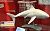 海の最強ハンター ホホジロザメ w/ダイバー+ケージ (プラモデル) 商品画像1