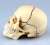 Skull Anatomical Model (Plastic model) Item picture3