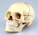 頭蓋骨解剖モデル (プラモデル) 商品画像1