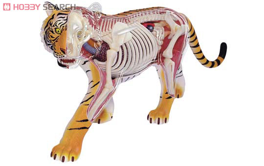 3D Puzzle 4D VISION Zootomy No.21 1/2 Tiger Anatomical Model (Plastic model) Item picture1