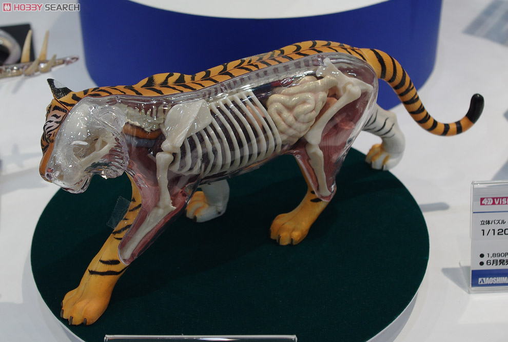 3D Puzzle 4D VISION Zootomy No.21 1/2 Tiger Anatomical Model (Plastic model) Other picture1