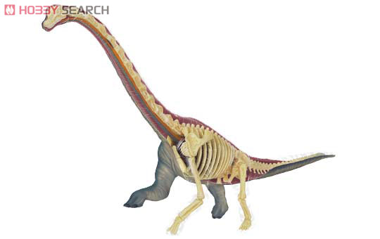 3D Puzzle 4D VISION Zootomy No.24 Brachiosaurus Anatomical Model (Plastic model) Item picture1
