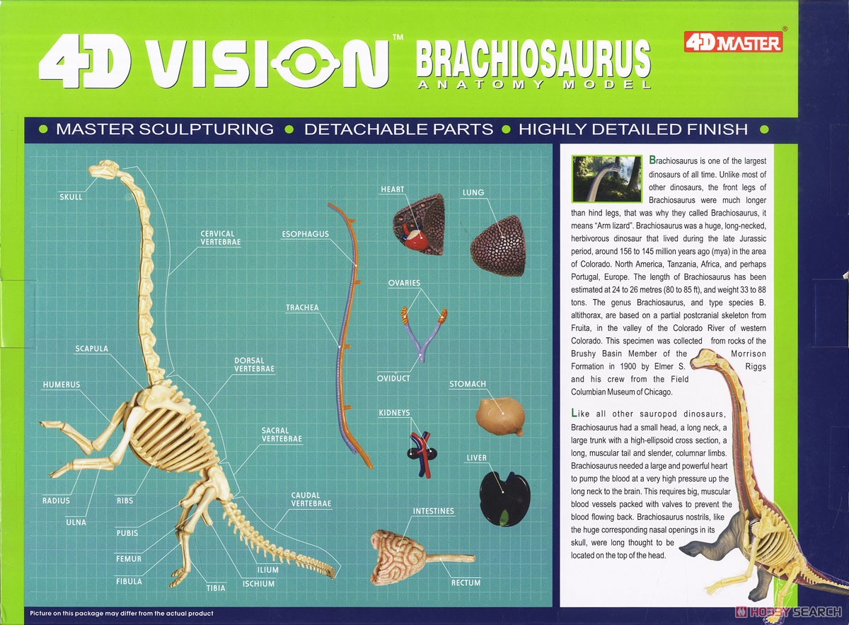 3D Puzzle 4D VISION Zootomy No.24 Brachiosaurus Anatomical Model (Plastic model) Package2