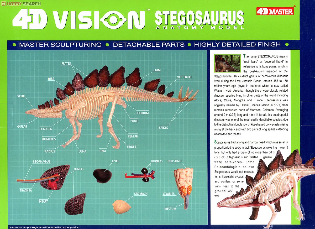 3D Puzzle 4D VISION Zootomy No.25 Stegosaur Anatomical Model (Plastic model) Item picture2