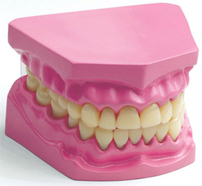 Dental Model (Plastic model)