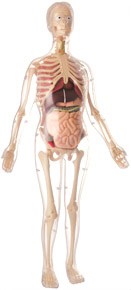 56cm Visible Female Anatomy Kit (Plastic model)
