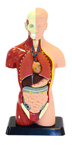 27cm Human Torso Anatomically Accurate Model Kit (Plastic model)