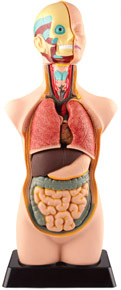 50cm Human Torso Anatomically Accurate Model Kit (Plastic model)