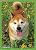 ブロッコリー ハイブリッドスリーブ 「菜の花と柴犬」 (カードスリーブ) 商品画像1