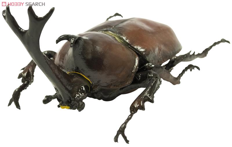 昆虫ハンター カブトムシ&クワガタ 10個セット (食玩) 商品画像3