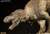 ダイナソーリア/ ティラノサウルス Tレックス ザ・タイラント・キング ジオラマ スタチュー (完成品) 商品画像6