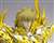 聖闘士聖衣神話EX レオアイオリア(神聖衣) ※初回特典付 (完成品) 商品画像6