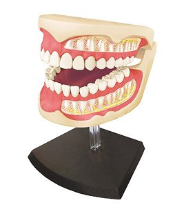 Dental Anatomical Model (Plastic model)