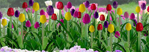 95554 (HO) チューリップ HOスケール (36本セット) (Flowering Plants - Tulips, 36/pk 1/2`` Height (1.3cm)) (鉄道模型)