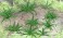 95533 (HO) シダ (12本セット) (Gardening Plants - Ferns 5/8`` Width, 12/pk) (鉄道模型) その他の画像1 サムネイル